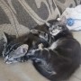 Sam und Sally 37